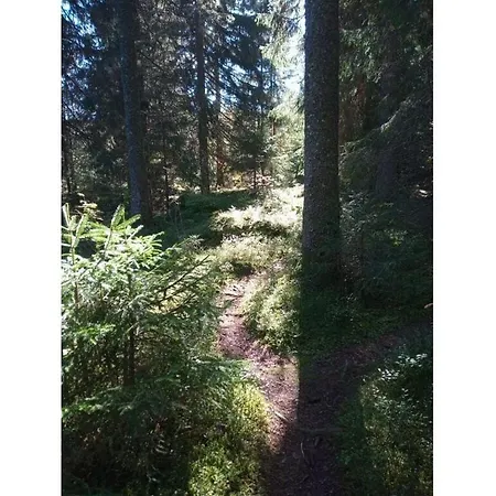 Pine Cones In The Haslehaus Feldberg
